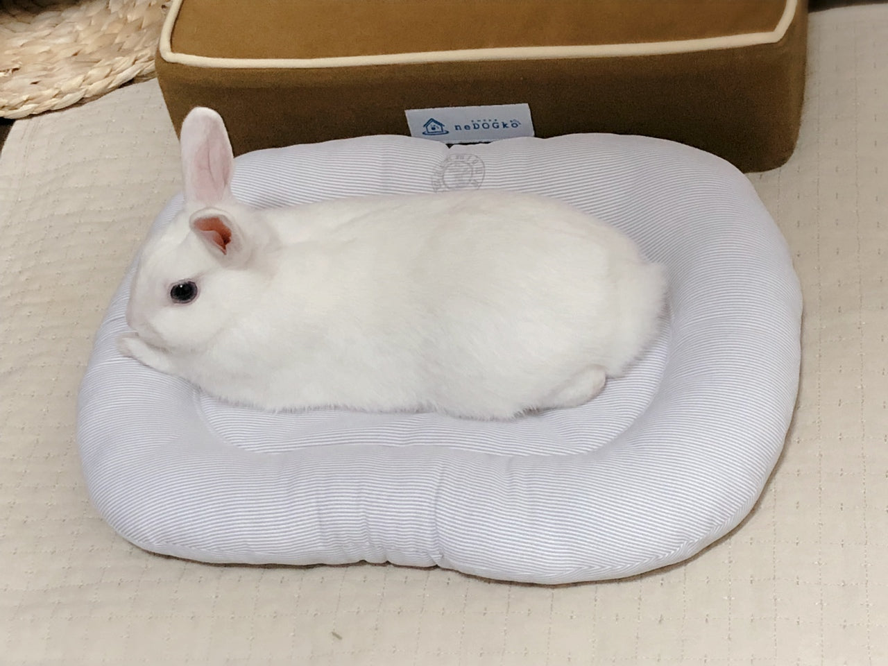白うさぎ ペット確認用 Coolストライプのうさぎさん用ベッド – プラス工房