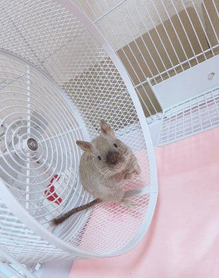 デグーちゃんのお迎え準備