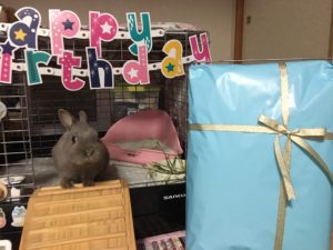 うさぎさんのお誕生日