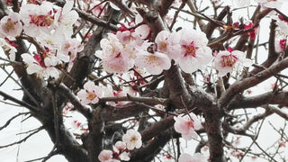 春めいてきました。