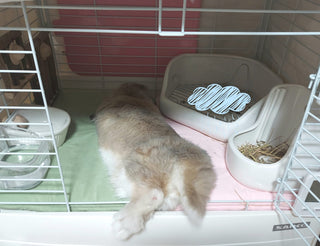 ソアホックのうさぎ
