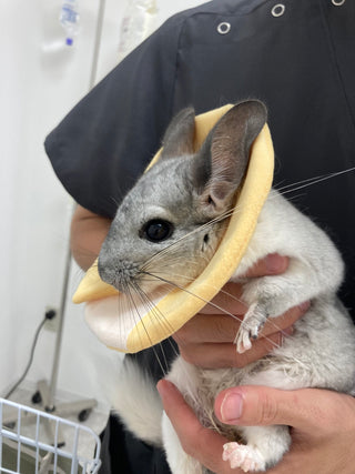 パステルの準備