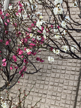 紅白