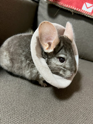 パステルで動けました。