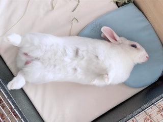 もうすぐお誕生日