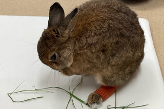 うさぎのソアホック用靴下