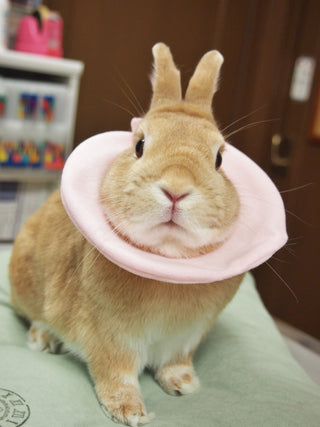 うさぎのエリザベスカラー