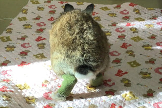 ソアホック靴下をはいたうさぎ
