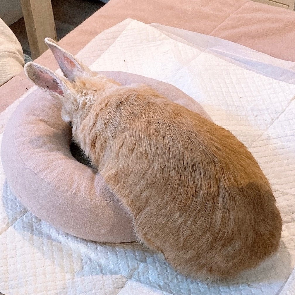 ドーナツクッション