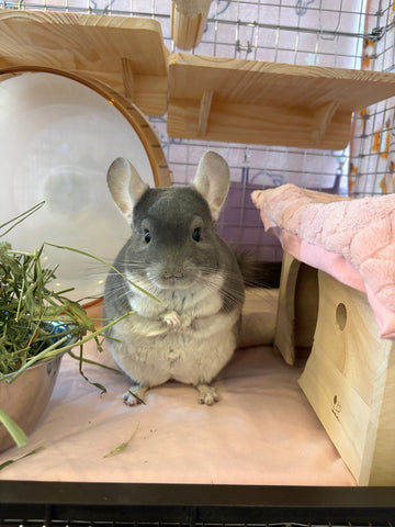 チンチラの足裏の保護のために | #1692976