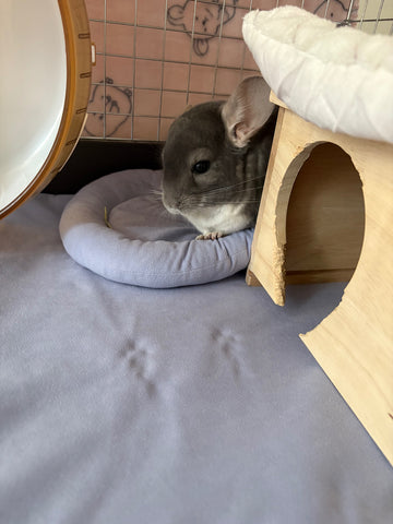 チンチラの足裏の保護のために | #1692976