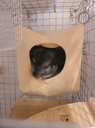 ハウス型ハンモックから出るチンチラ