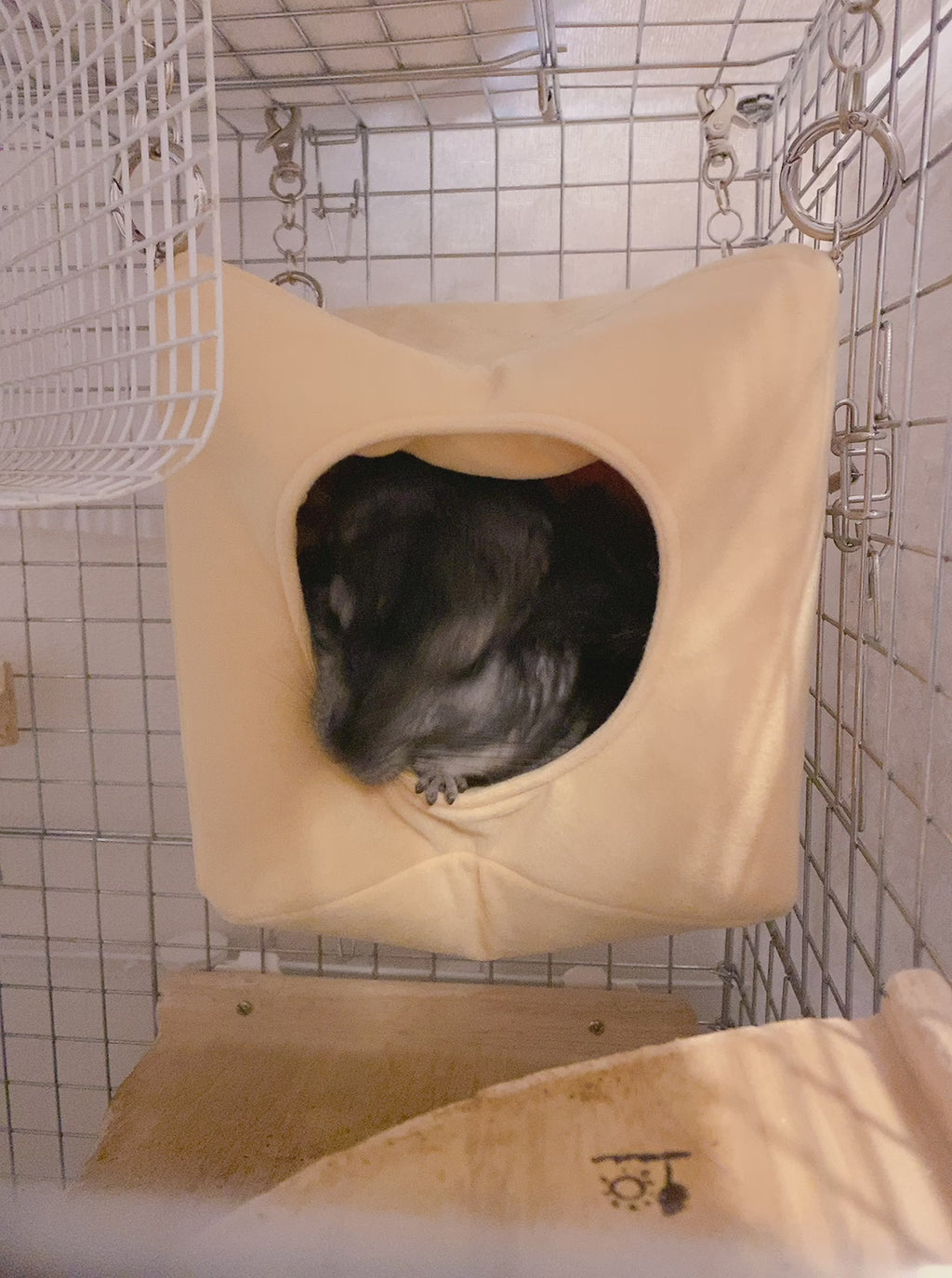 ハウス型ハンモックから出るチンチラ